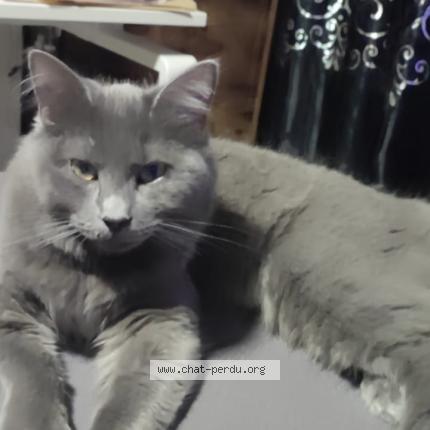 Photo 1/1 Ina Chat perdu à Vaujours