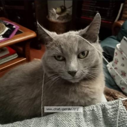 Photo 1/1 Chat retrouvé Perdu à Magudas