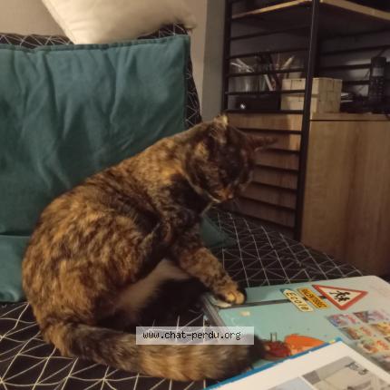 Photo 1/1 Chat retrouvé Perdu à Trelaze