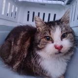 Photo de chat trouvé à Ville