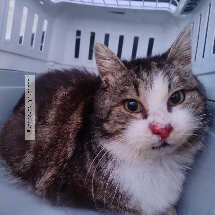 Photo 1/2 Chat trouvé Trouvé à Ville