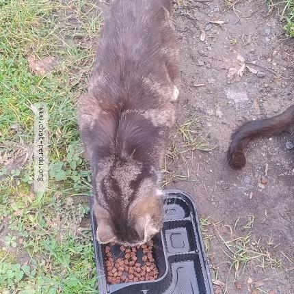 Photo 2/2 Chat trouvé Trouvé à Ville