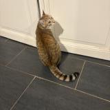 Photo de chat perdu à Crevant Laveine