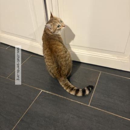 Photo 1/1 Caramel Chat perdu à Crevant laveine