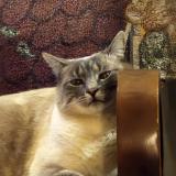 Photo de chat perdu à Roncq