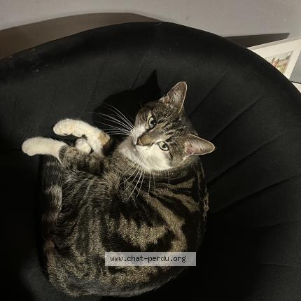 Photo 1/1 Tigrou Chat perdu à Mouroux