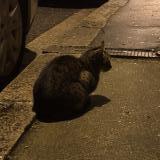 Photo de chat trouvé à Bordeaux