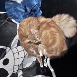 Photo de chat perdu à Nice