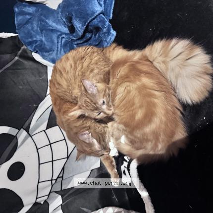 Photo 1/1 Aku Chat perdu à Nice