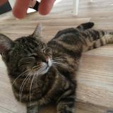 Photo de chat perdu à Miniac Morvan