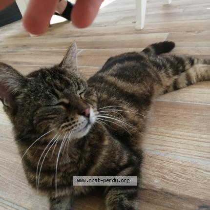 Photo 1/1 Fafou Chat perdu à Miniac morvan