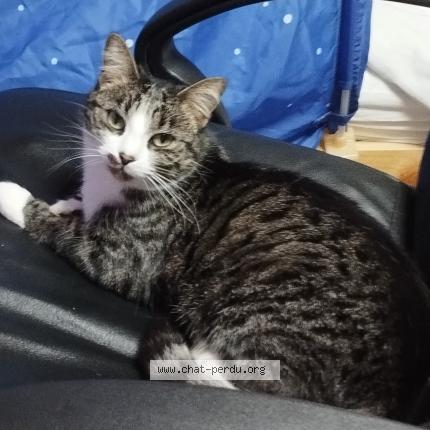 Photo 1/1 Felindra Chat perdu à Yssingeaux