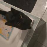 Photo de chat perdu à Saulcy Sur Meurthe