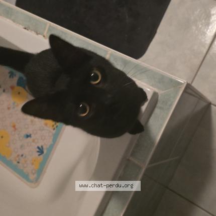 Photo 1/1 Yamato Chat perdu à Saulcy sur meurthe