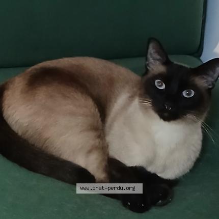 Photo 1/1 Chat retrouvé Perdu à Oullins