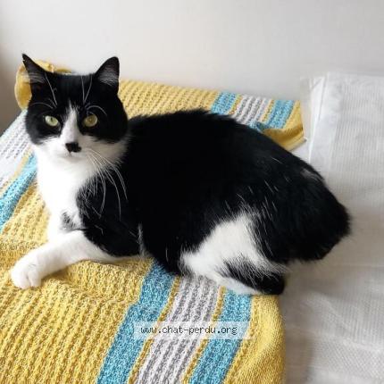 Photo 1/1 Chat retrouvé Perdu à Saint colomban