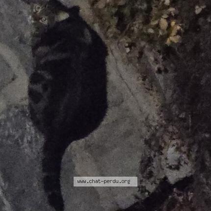 Photo 1/1 Chat trouvé Trouvé à Brent