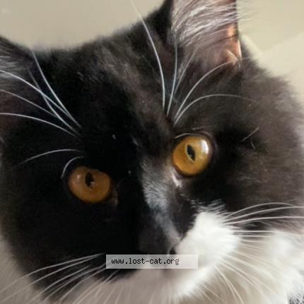 Photo 1/1 Kittykitty Meowmeow Chat perdu à Indio