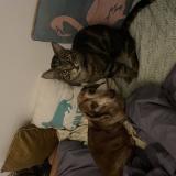 Photo de chat perdu à Sunnyside