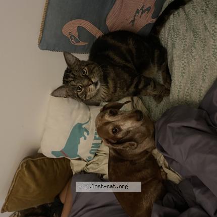 Photo 1/1 Max Yiyo Chat perdu à Sunnyside