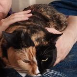 Photo de chat perdu à Saint Paul