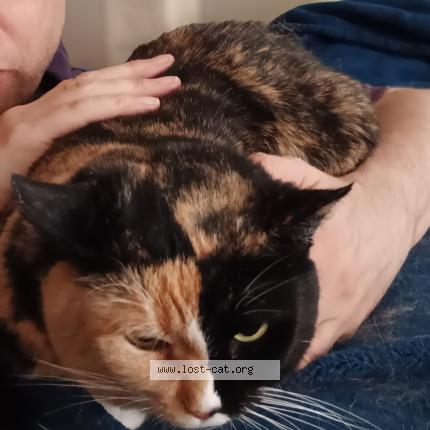 Photo 1/1 Picasso Chat perdu à Saint paul