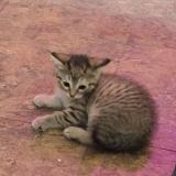 Photo de chat perdu à Veguita