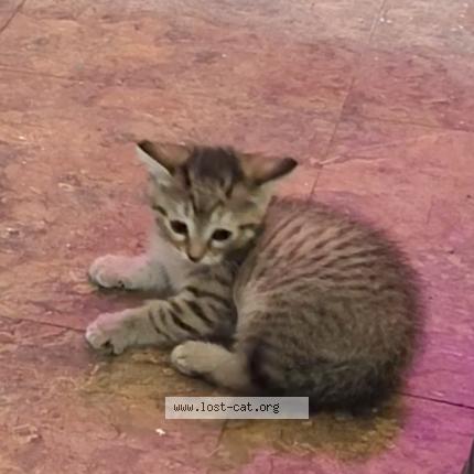 Photo 1/1 Sassy Chat perdu à Veguita