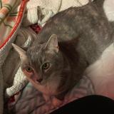 Photo de chat perdu à Louisville