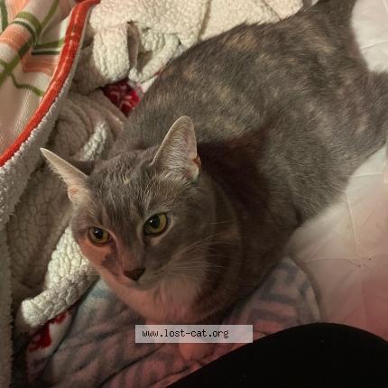 Photo 1/1 sally Chat perdu à Louisville