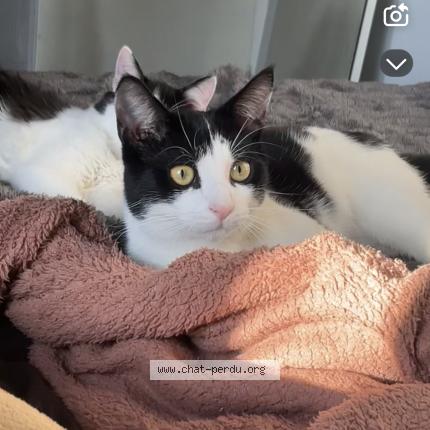 Photo 1/1 Mimi Chat perdu à Alba la romaine