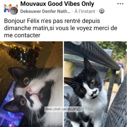 Photo 1/1 Chat retrouvé Perdu à Mouvaux