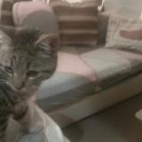 Photo de chat trouvé à Prades Le Lez