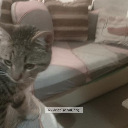 Photo 1/1 Chat trouvé Trouvé à Prades le lez