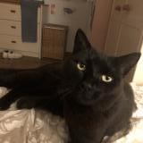 Photo de chat perdu à Mouguerre