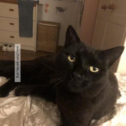 Photo 1/1 Dupeyré Chat perdu à Mouguerre