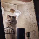 Photo de chat trouvé à Longuesse