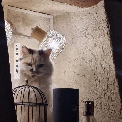 Photo 1/1 Chat trouvé Trouvé à Longuesse