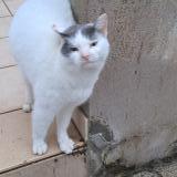 Photo de chat trouvé à Ancone