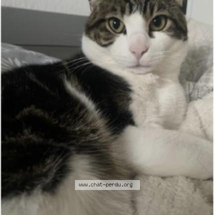 Photo 1/1 Chat retrouvé Perdu à Argenteuil