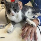 Photo de chat perdu à Viarmes