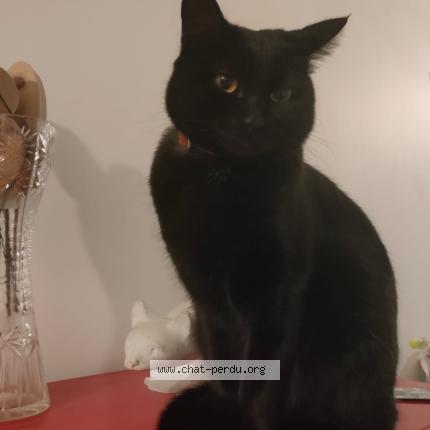 Photo 1/1 Chat retrouvé Perdu à Montbeliard