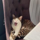 Photo de chat perdu à Nandy