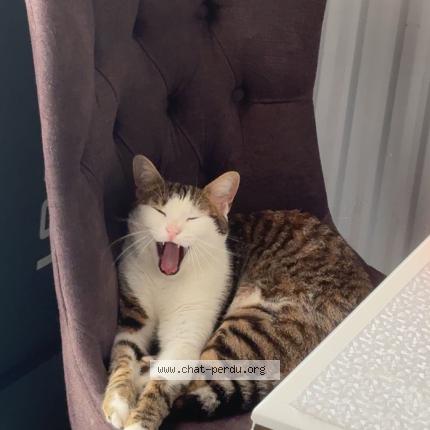 Photo 1/1 Nami Chat perdu à Nandy