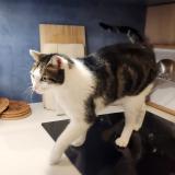 Photo de chat perdu à Nantes