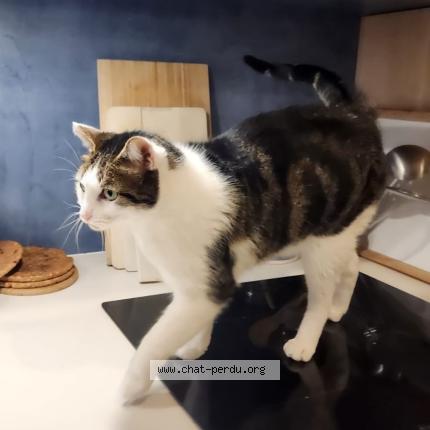 Photo 1/1 Diego Chat perdu à Nantes