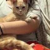 Photo de chat perdu à Dallas