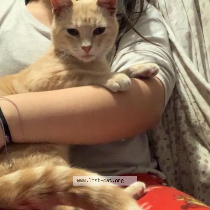 Photo 1/1 Timmy Chat perdu à Dallas