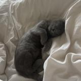 Photo de chat perdu à Tours