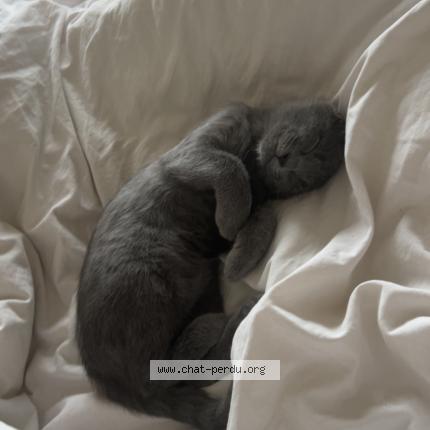 Photo 1/1 Youna Chat perdu à Tours